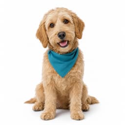 Adopción de Perros